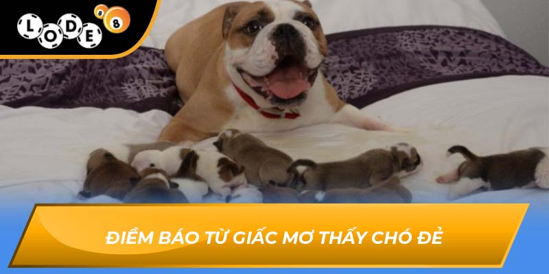 mơ thấy chó đẻ